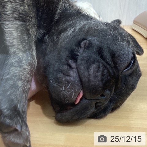 千葉県のフレンチブルドッグ (ペットプラス 八千代緑が丘店/2025年9月28日生まれ/女の子/ブリンドル)の子犬の4枚目の画像