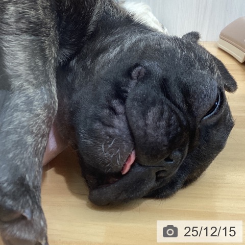 千葉県のフレンチブルドッグ (ペットプラス 八千代緑が丘店/2025年9月28日生まれ/女の子/ブリンドル)の子犬の3枚目の画像