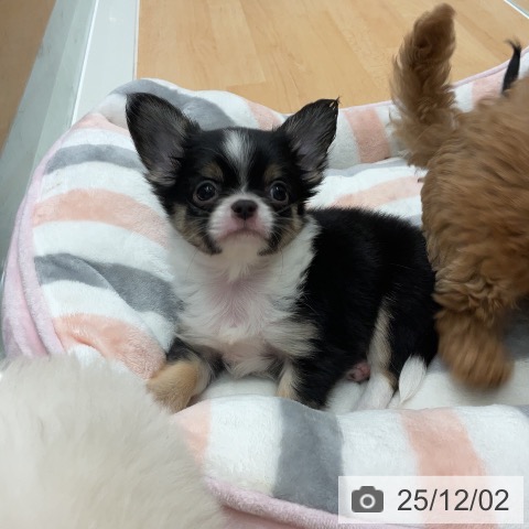 千葉県のチワワ(ロング) (ペットプラス 成田店/2025年9月25日生まれ/男の子/ブラックタンホワイト)の子犬の4枚目の画像