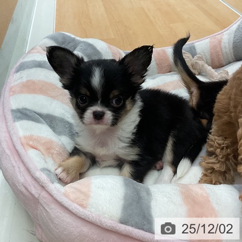 千葉県のチワワ(ロング) (ペットプラス 成田店/2025年9月25日生まれ/男の子/ブラックタンホワイト)の子犬の3枚目の画像