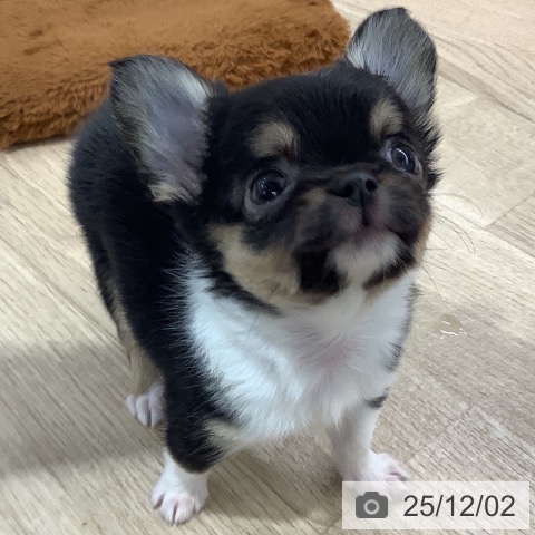 千葉県のチワワ(ロング) (ペットプラス 船橋店/2025年9月25日生まれ/女の子/ブラックタンホワイト)の子犬の4枚目の画像