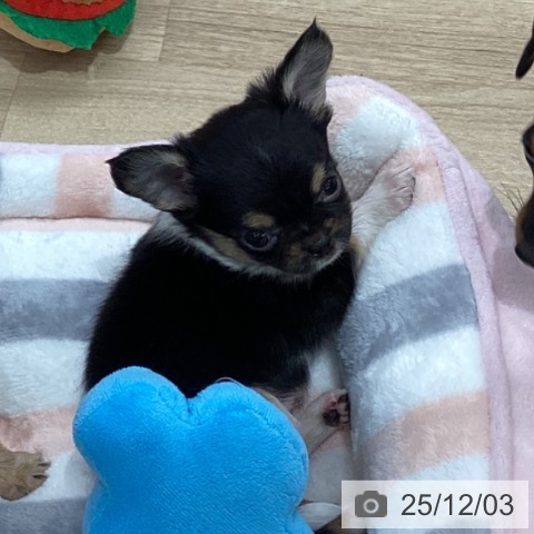 千葉県のチワワ(ロング) (ペットプラス 船橋店/2025年9月25日生まれ/女の子/ブラックタンホワイト)の子犬の3枚目の画像