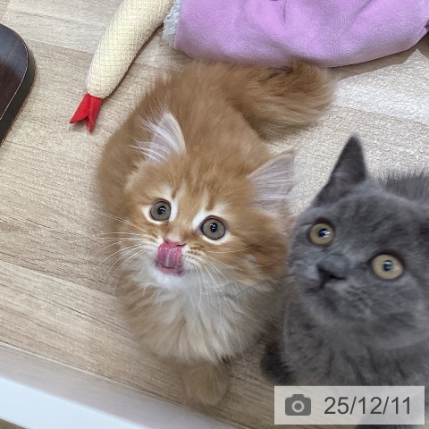 東京都のミヌエット (ペットプラス むさし村山店/2025年10月1日生まれ/男の子/レッドタビー)の子猫の4枚目の画像