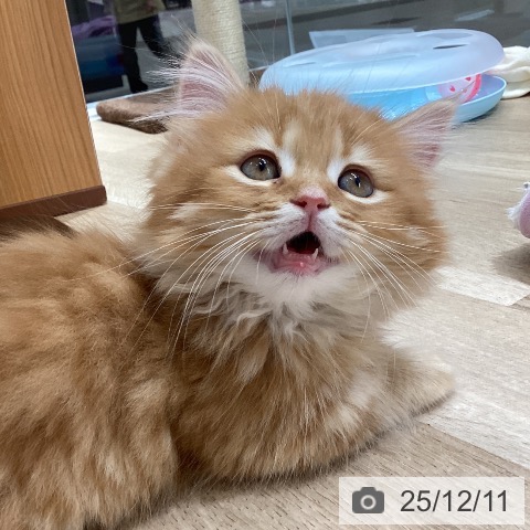 東京都のミヌエット (ペットプラス むさし村山店/2025年10月1日生まれ/男の子/レッドタビー)の子猫の3枚目の画像