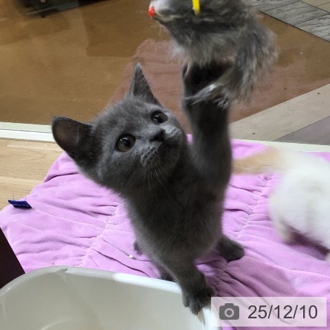 ブリティッシュショートヘアの写真