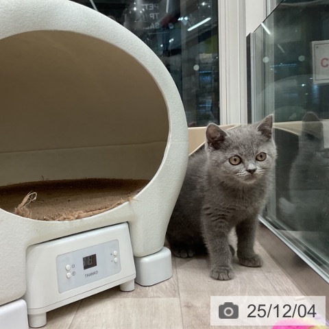 ブリティッシュショートヘアの写真