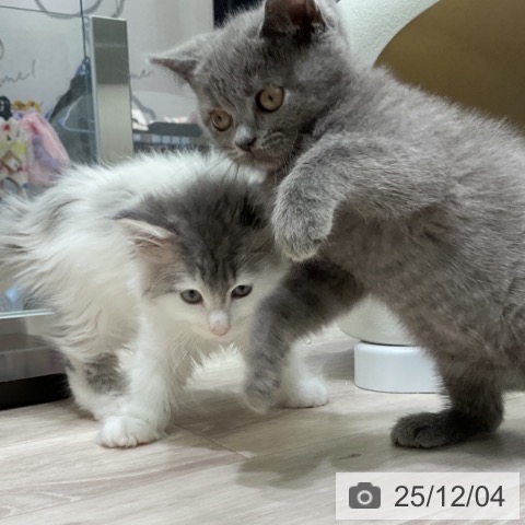 ブリティッシュショートヘアの写真