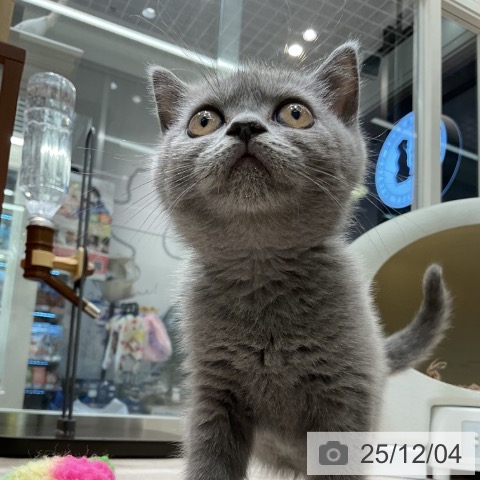 ブリティッシュショートヘアの写真