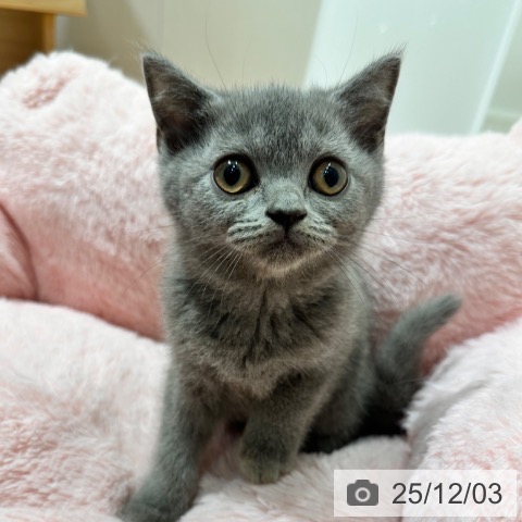 ブリティッシュショートヘアの写真