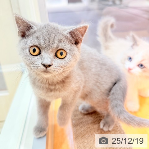 千葉県のブリティッシュショートヘアー (ペットプラス ユーカリが丘店/2025年10月2日生まれ/女の子/ブルー)の子猫の3枚目の画像