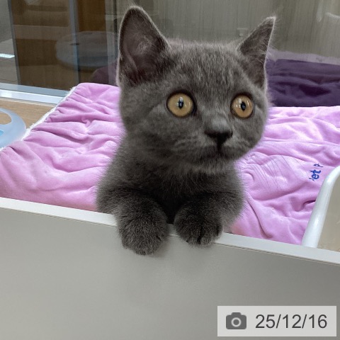 東京都のブリティッシュショートヘアー (ペットプラス むさし村山店/2025年10月2日生まれ/女の子/ブルー)の子猫の3枚目の画像