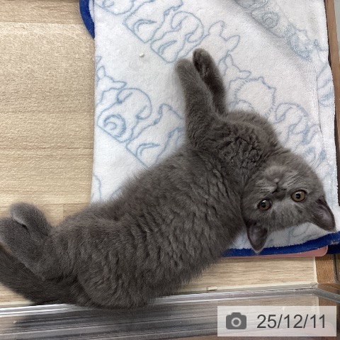 埼玉県のブリティッシュショートヘアー (ペットプラス ららぽーと富士見店/2025年10月2日生まれ/女の子/ブルー)の子猫の4枚目の画像