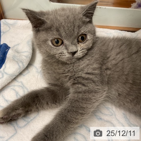 埼玉県のブリティッシュショートヘアー (ペットプラス ららぽーと富士見店/2025年10月2日生まれ/女の子/ブルー)の子猫の3枚目の画像