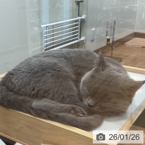 埼玉県のブリティッシュショートヘアー (ペッツワン 新座店/2025年10月2日生まれ/女の子/ブルー)の子猫の3枚目の画像