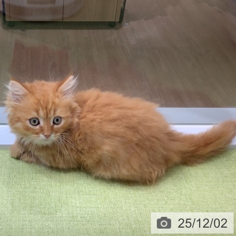 ミヌエットの写真