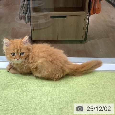 ミヌエットの写真