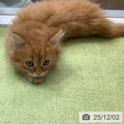 ミヌエットの写真