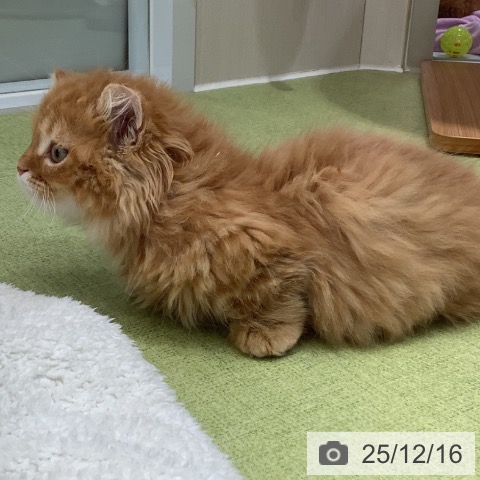 埼玉県のミヌエット (ペットプラス 川口店/2025年10月2日生まれ/男の子/レッドタビー)の子猫の3枚目の画像