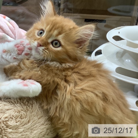 埼玉県のミヌエット (ペットプラス 川口店/2025年10月2日生まれ/男の子/レッドタビー)の子猫の4枚目の画像