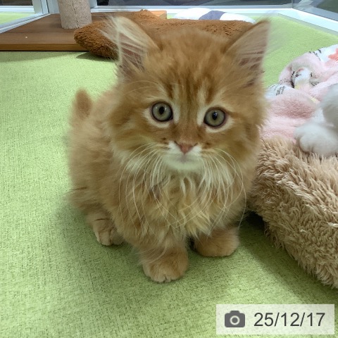 埼玉県のミヌエット (ペットプラス 川口店/2025年10月2日生まれ/男の子/レッドタビー)の子猫の3枚目の画像