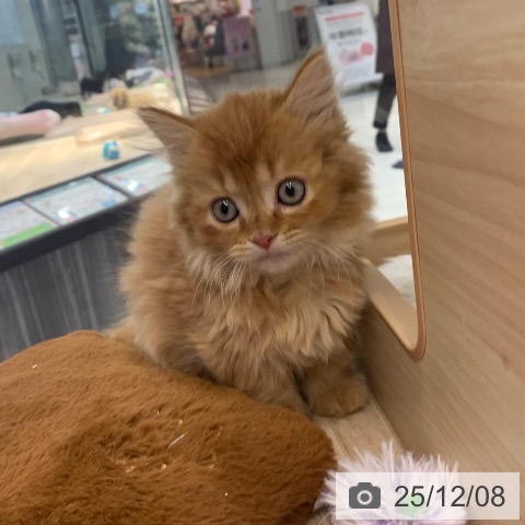 神奈川県のミヌエット (ペットプラス 湘南平塚店/2025年10月2日生まれ/女の子/レッドタビー)の子猫の4枚目の画像