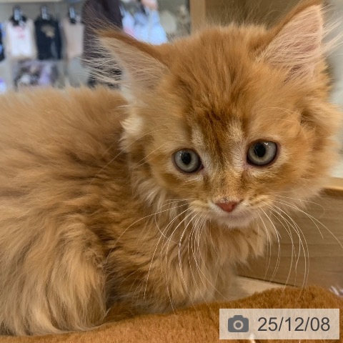 神奈川県のミヌエット (ペットプラス 湘南平塚店/2025年10月2日生まれ/女の子/レッドタビー)の子猫の3枚目の画像