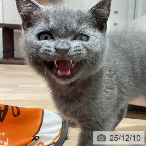 ブリティッシュショートヘアの写真