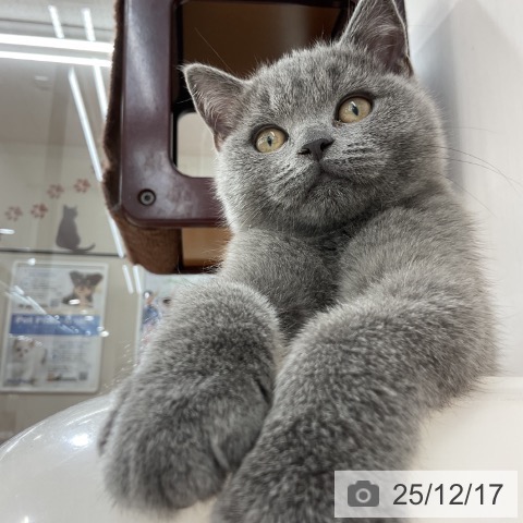 長野県のブリティッシュショートヘアー (ペットプラス 長野店/2025年9月18日生まれ/男の子/ブルー)の子猫の4枚目の画像