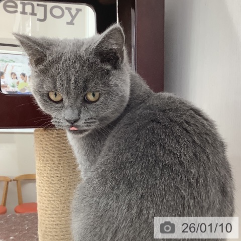 長野県のブリティッシュショートヘアー (ペットプラス 長野店/2025年9月18日生まれ/男の子/ブルー)の子猫の4枚目の画像