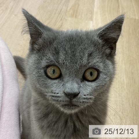 長野県のブリティッシュショートヘアー (ペットプラス 長野店/2025年9月18日生まれ/男の子/ブルー)の子猫の3枚目の画像