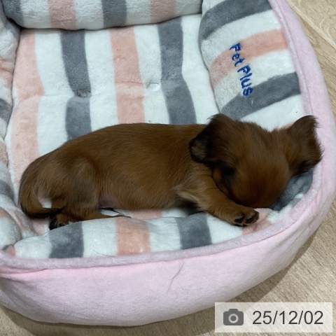 ミニチュア・ダックスフンドの写真