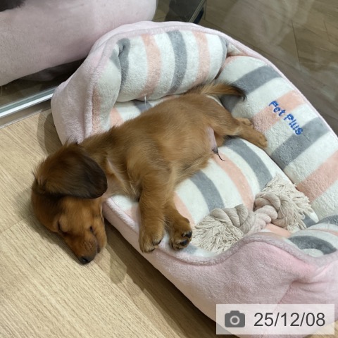 ミニチュア・ダックスフンドの写真