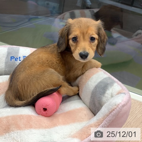 ミニチュア・ダックスフンドの写真