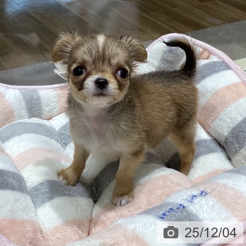 宮城県のチワワ(ロング) (ペットプラス 仙台上杉店/2025年10月1日生まれ/女の子/フォーンホワイト)の子犬の3枚目の画像