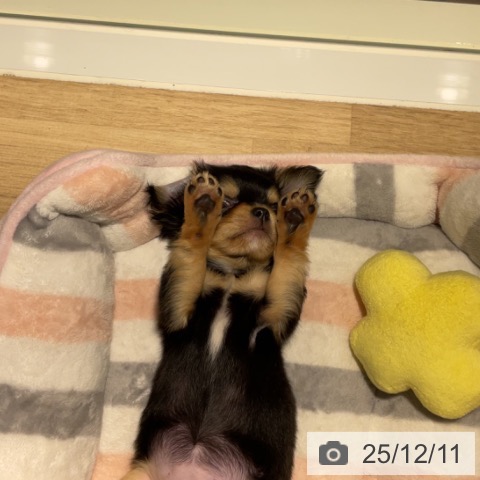 神奈川県のチワワ(ロング) (ペットプラス 湘南平塚店/2025年10月1日生まれ/女の子/ブラックタンホワイト)の子犬の3枚目の画像