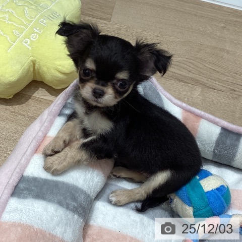 埼玉県のチワワ(ロング) (ペットプラス ピオニウォーク東松山店/2025年10月1日生まれ/女の子/ブラックタンホワイト)の子犬の4枚目の画像