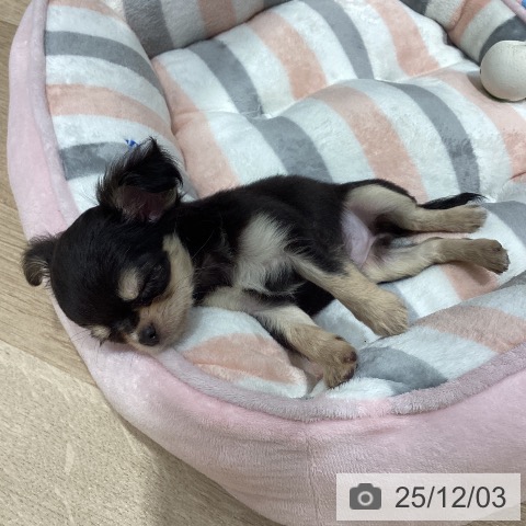 埼玉県のチワワ(ロング) (ペットプラス ピオニウォーク東松山店/2025年10月1日生まれ/女の子/ブラックタンホワイト)の子犬の3枚目の画像