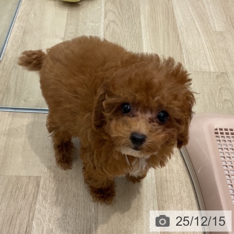 群馬県のトイプードル(トイ) (ペットプラス イオンモール太田店/2025年9月20日生まれ/男の子/レッド)の子犬の4枚目の画像