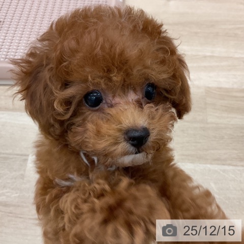 群馬県のトイプードル(トイ) (ペットプラス イオンモール太田店/2025年9月20日生まれ/男の子/レッド)の子犬の3枚目の画像