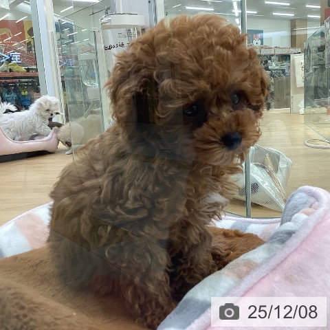 トイ・プードルの写真