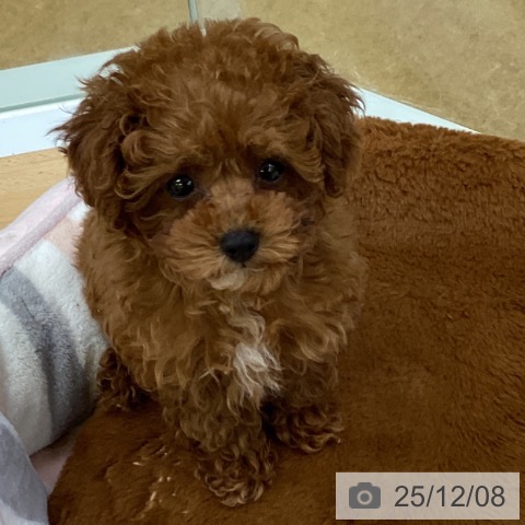 トイ・プードルの写真