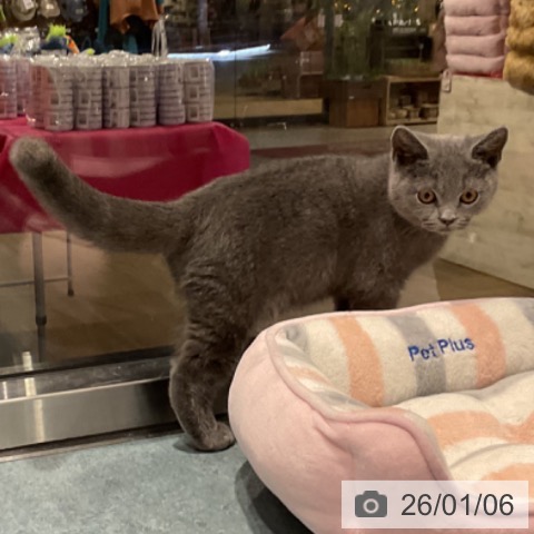 埼玉県のブリティッシュショートヘアー (ペットプラス コクーンシティ店/2025年10月1日生まれ/男の子/ブルー)の子猫の3枚目の画像