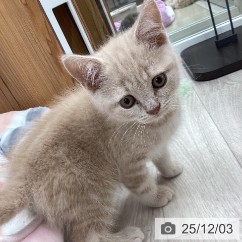 ブリティッシュショートヘアの写真