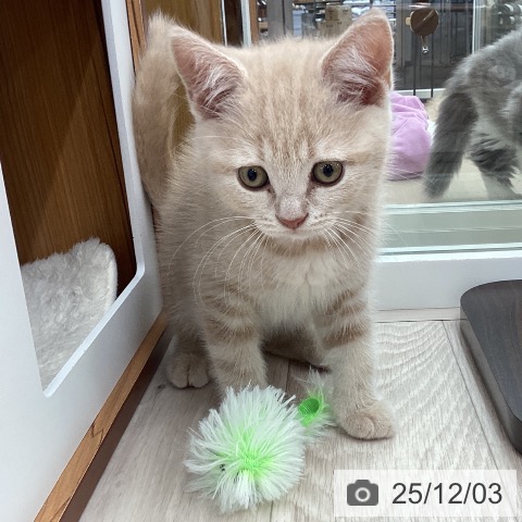 ブリティッシュショートヘアの写真