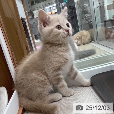 ブリティッシュショートヘアの写真