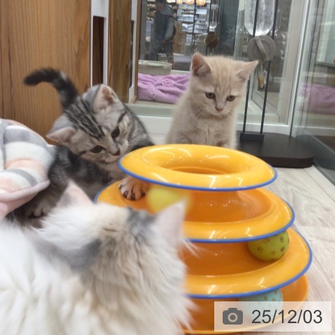 ブリティッシュショートヘアの写真