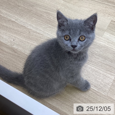 ブリティッシュショートヘアの写真