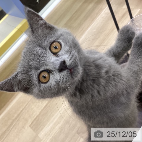 ブリティッシュショートヘアの写真