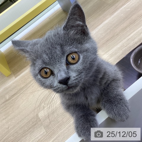 ブリティッシュショートヘアの写真