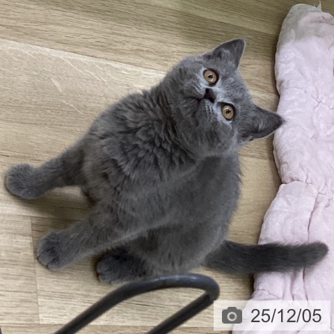 ブリティッシュショートヘアの写真